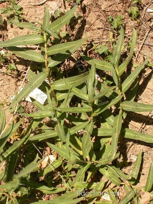 两栖蓼的功效与作用