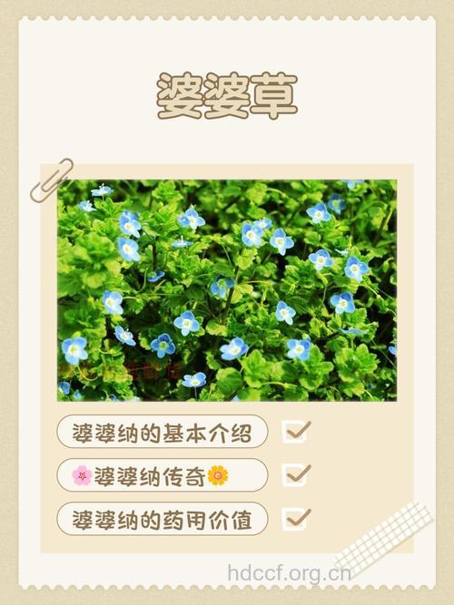 小婆婆纳的功效与作用