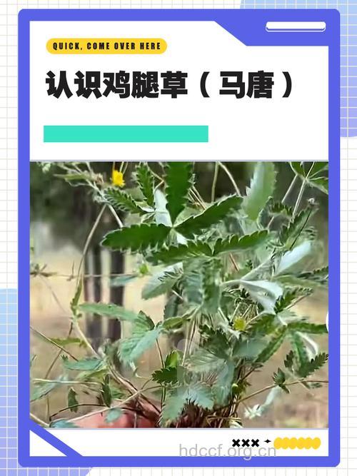 马唐的功效与作用