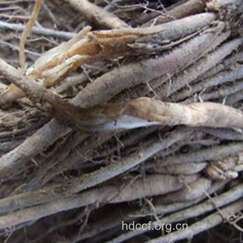 寄马桩的功效与作用