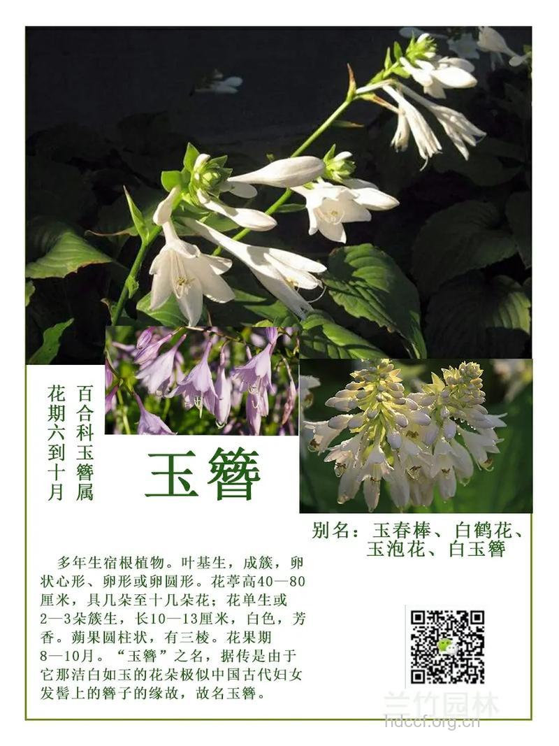 玉簪花的功效与作用