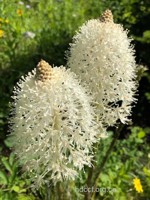 熊尾草的功效与作用