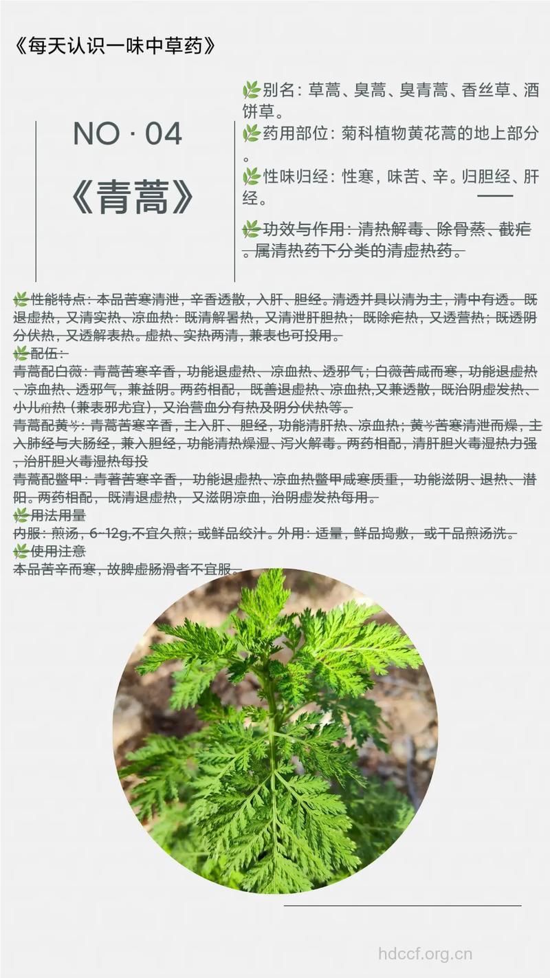 青蒿囊虫的功效与作用