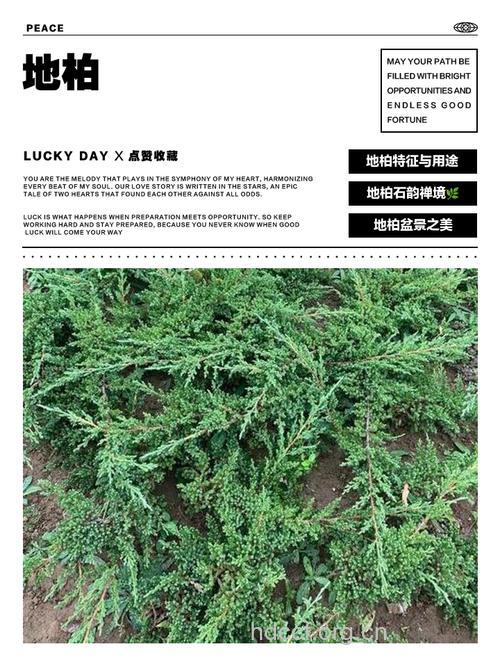 小地柏的功效与作用