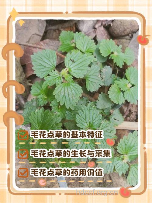 毛花点草的功效与作用