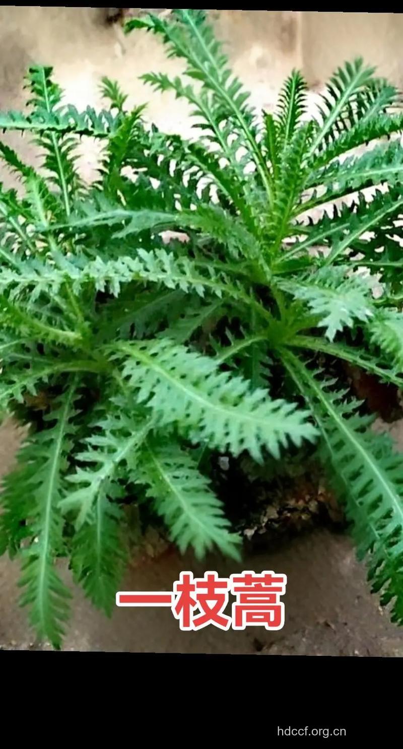 茄叶一枝蒿的功效与作用