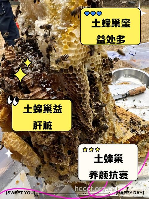 土蜂的功效与作用