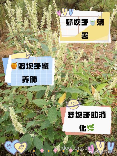 野把子的功效与作用