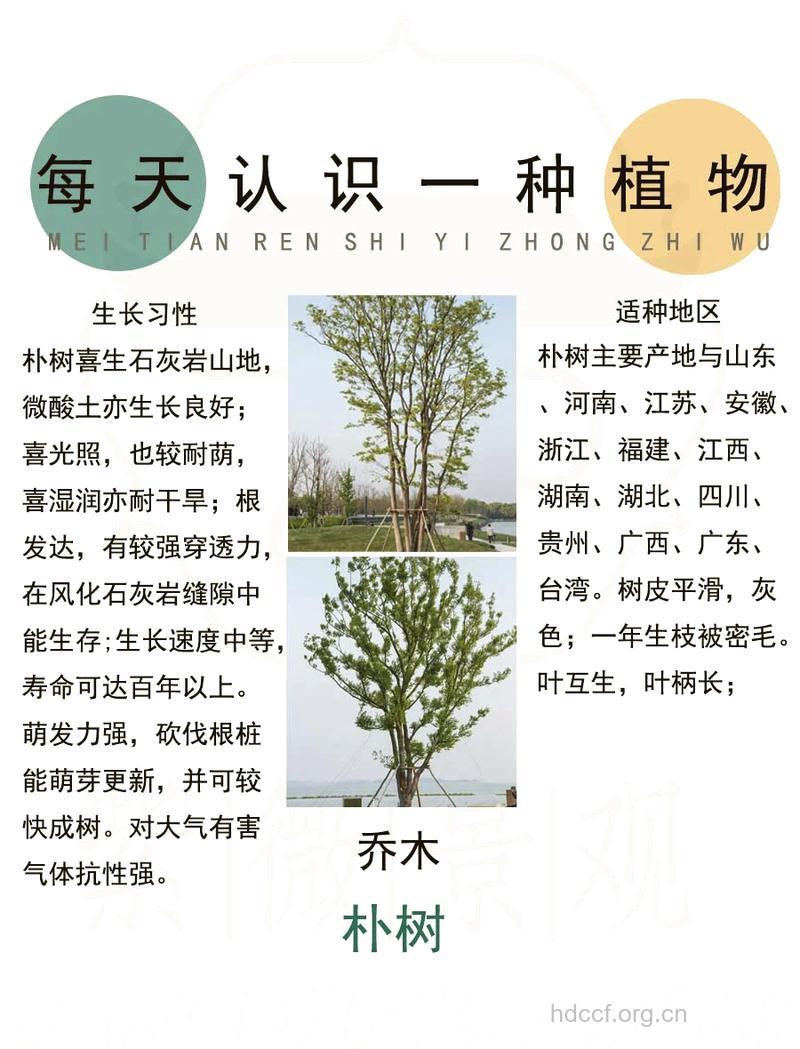 朴树的功效与作用
