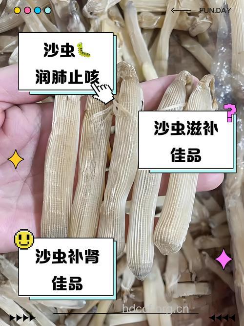 细沙虫草的功效与作用