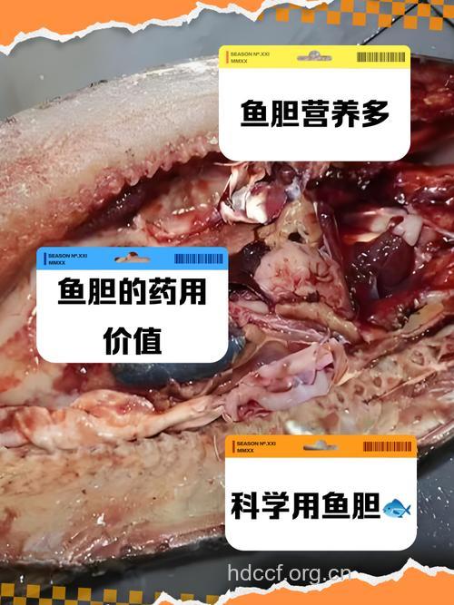 麻鱼胆的功效与作用