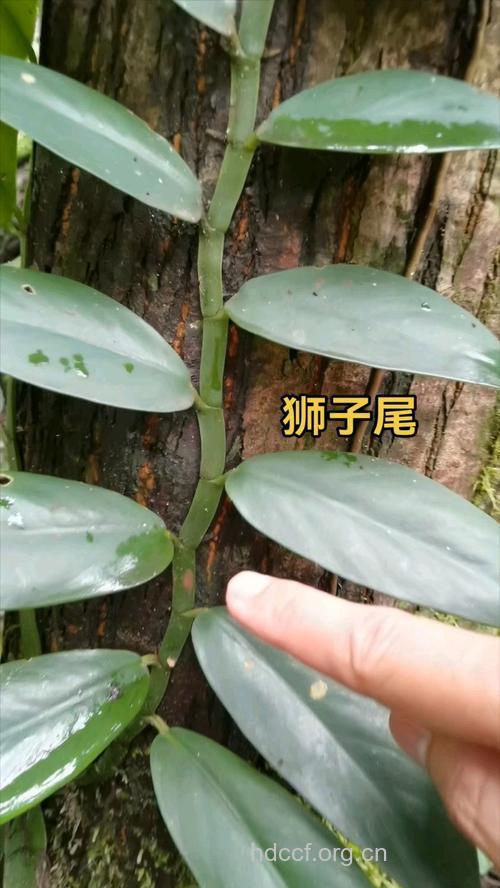 狮子尾的功效与作用