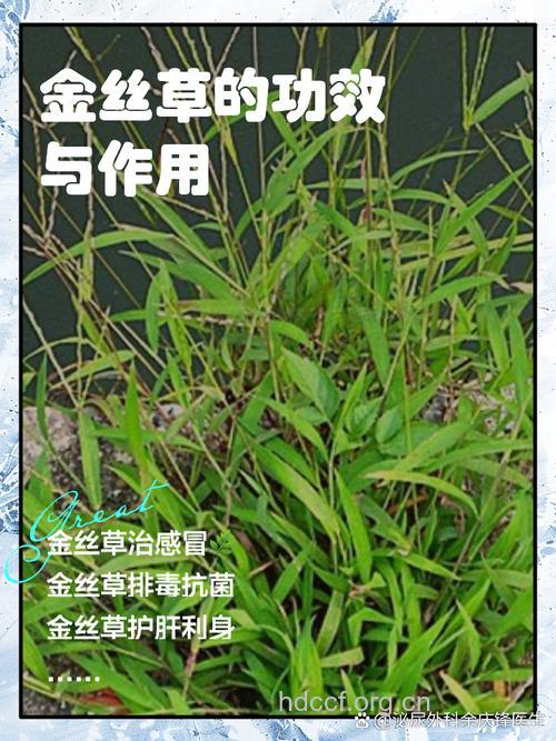 金星草的功效与作用