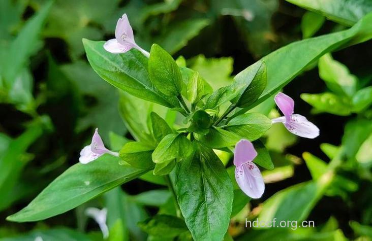 野靛青的功效与作用