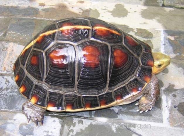 夹蛇龟的功效与作用