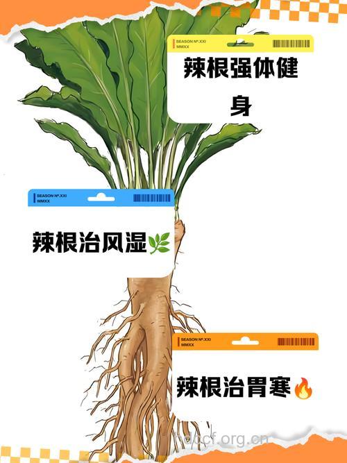 辣根的功效与作用