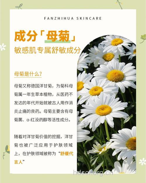 母菊的功效与作用