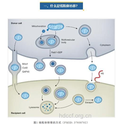 癌症线粒体DNA突变意义重大