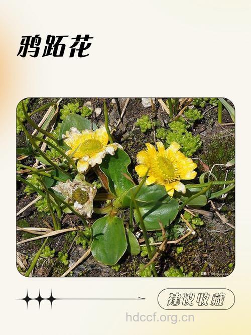 鸦跖花的功效与作用