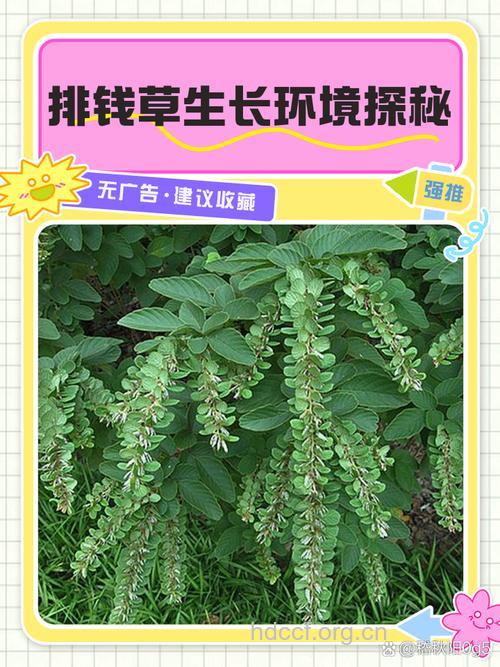 排钱草的功效与作用