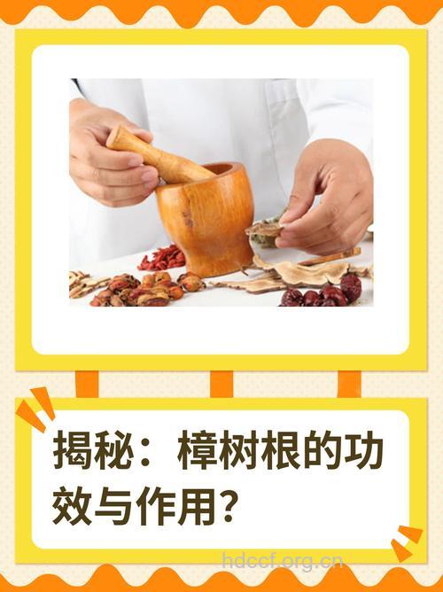 香樟根的功效与作用