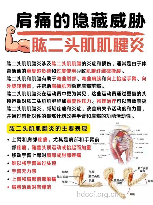 肱二头肌短头腱损伤怎么办？