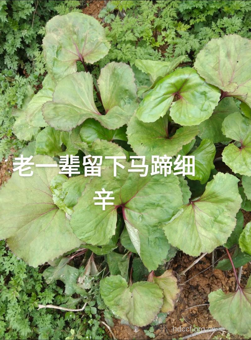 马蹄细辛的功效与作用