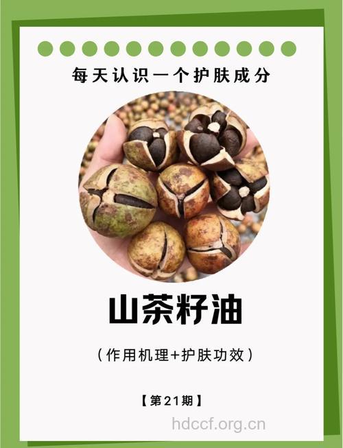 山茶子的功效与作用