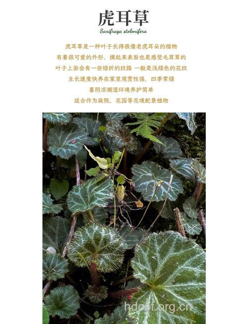 青藏虎耳草的功效与作用