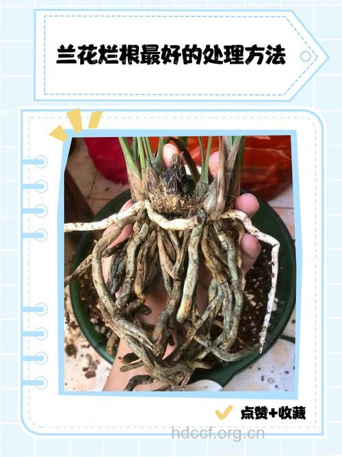 碎兰花根的功效与作用