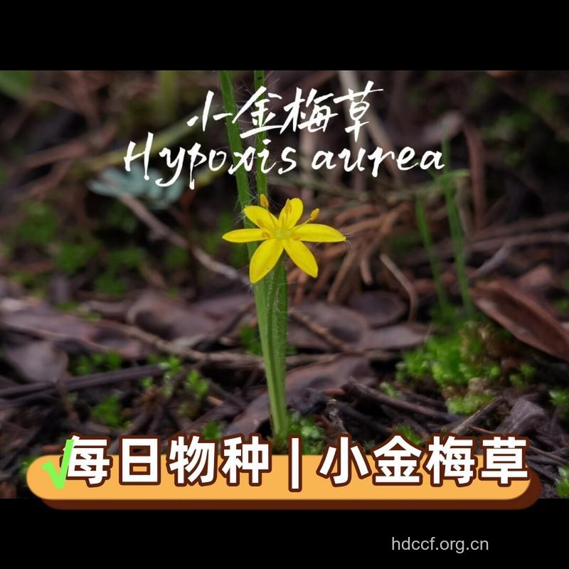 小金梅草的功效与作用