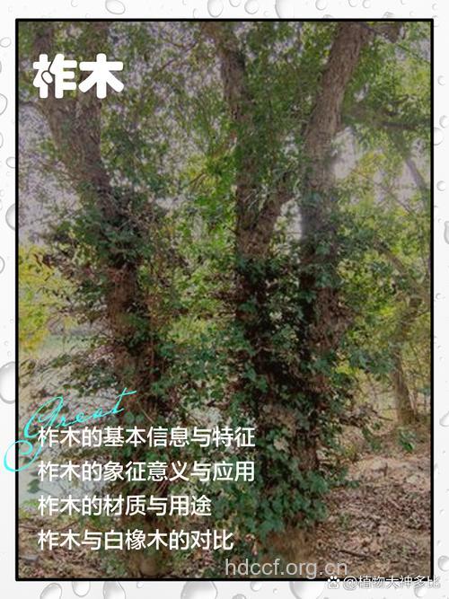 柞木叶的功效与作用