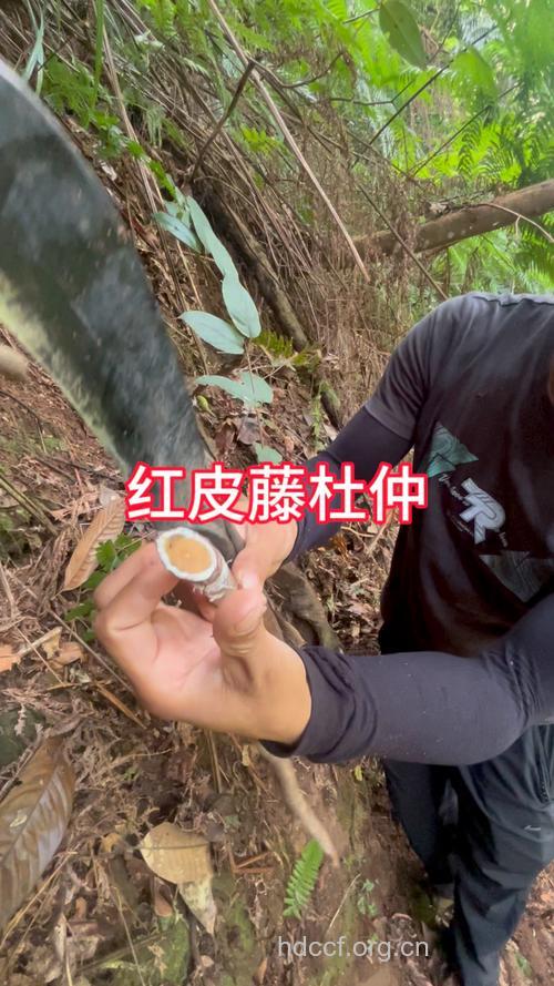 藤杜仲的功效与作用