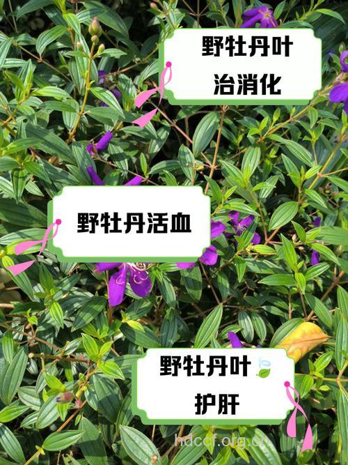 锈叶野牡丹的功效与作用