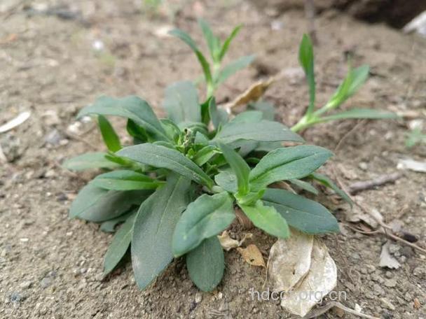 硬叶女娄菜的功效与作用