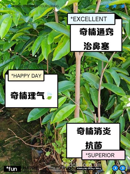 楠木的功效与作用