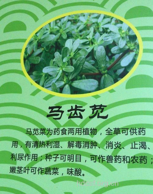 鱼鳞菜的功效与作用