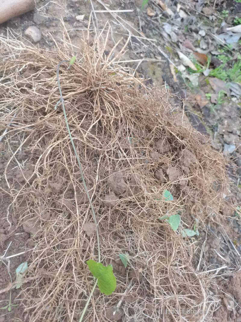 棉毛娃儿藤的功效与作用