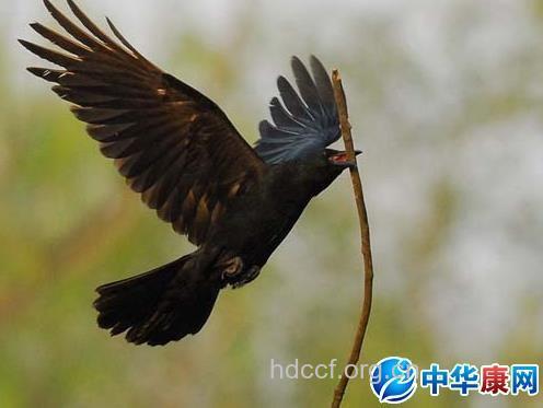 乌鸦翅羽的功效与作用