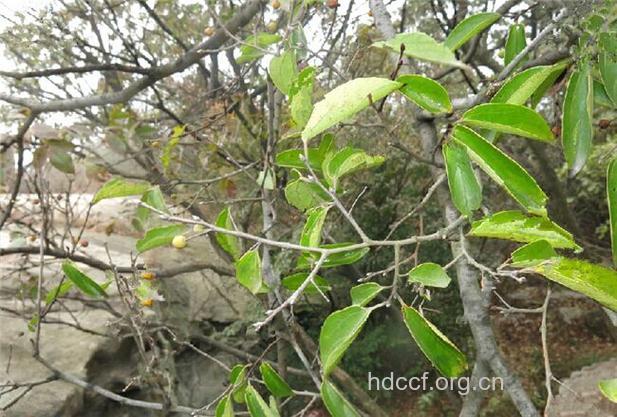 紫弹树枝的功效与作用