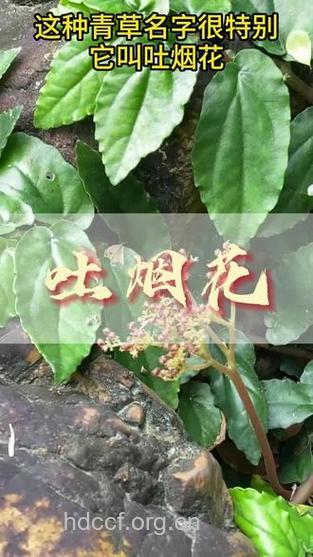 吐烟花的功效与作用