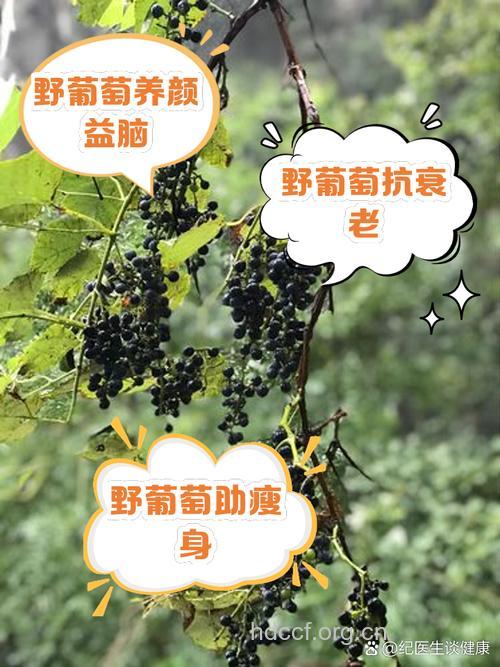 五角叶葡萄的功效与作用