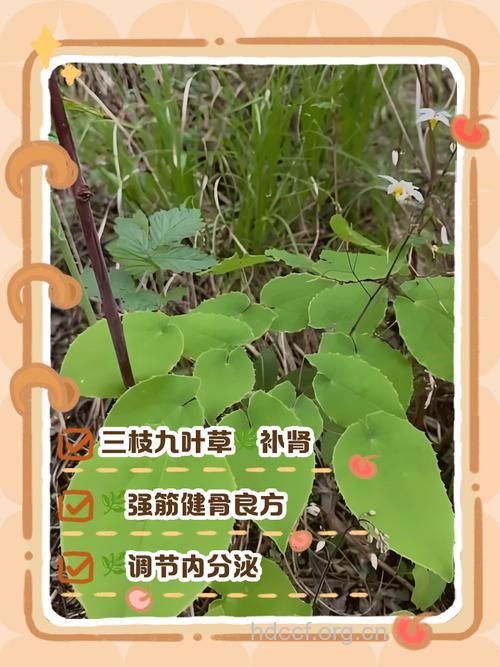 三枝标的功效与作用