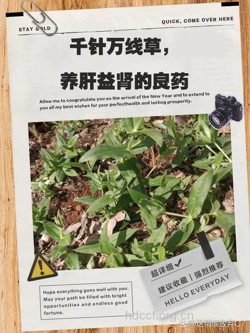 千针万线草的功效与作用