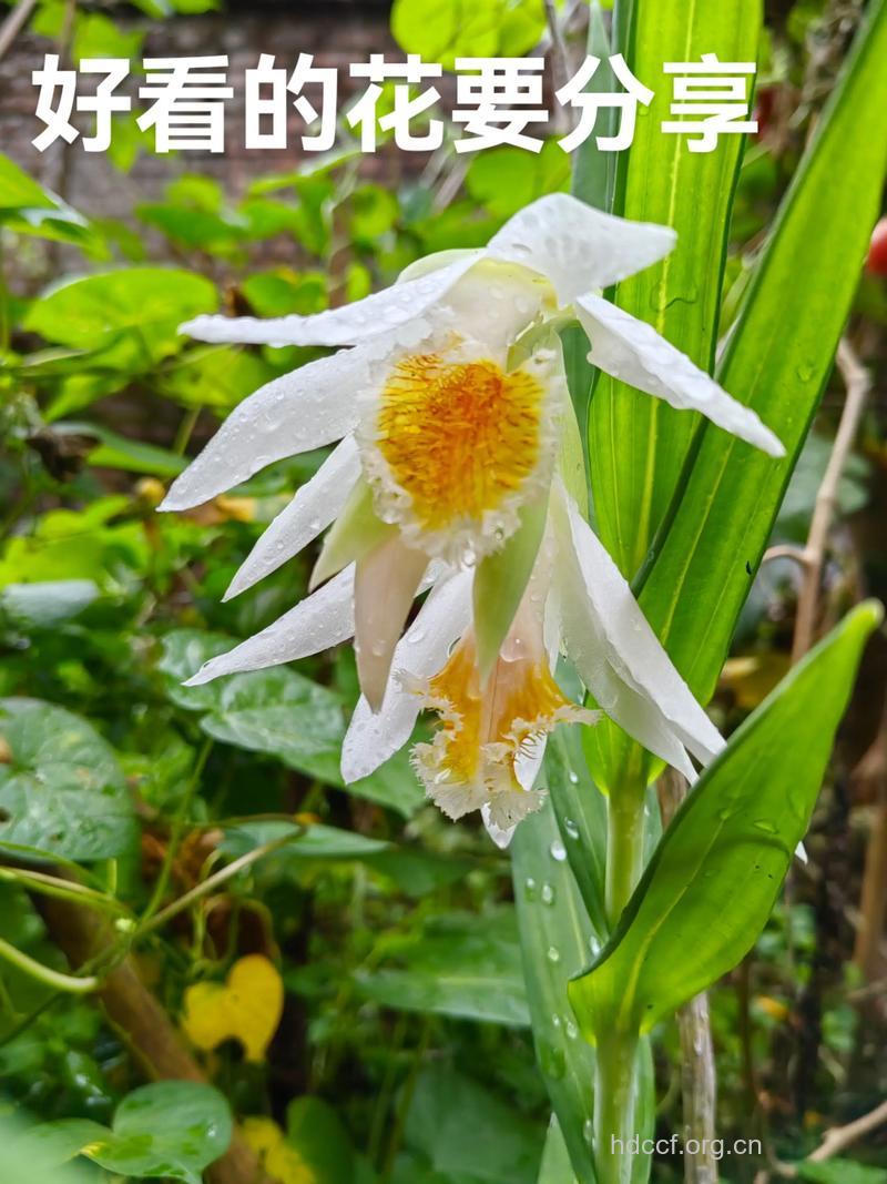 马鞭石斛的功效与作用