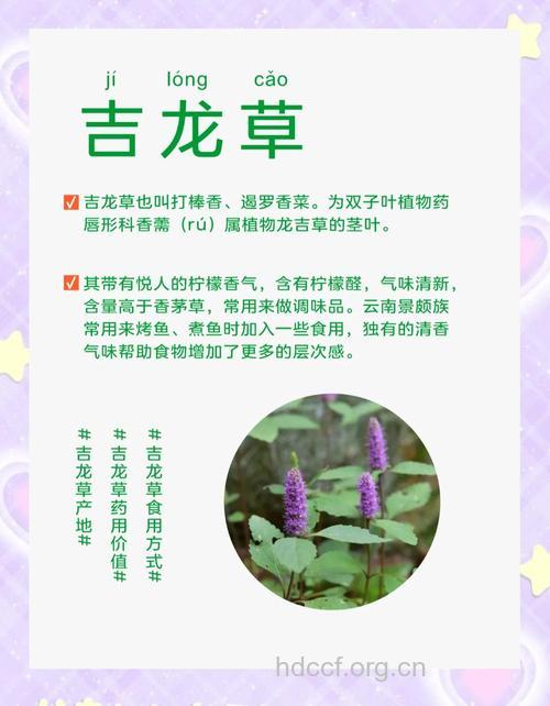 吉龙草的功效与作用