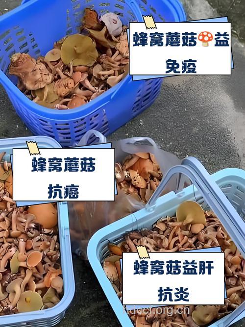 鸟巢菌的功效与作用