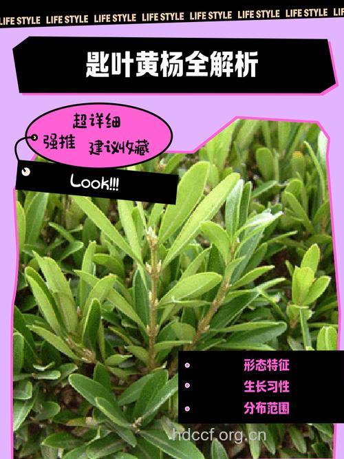 匙叶黄杨的功效与作用