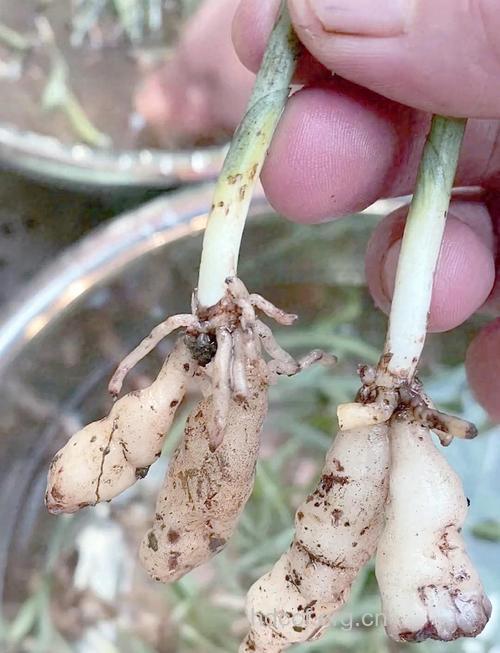 鸡肾参的功效与作用