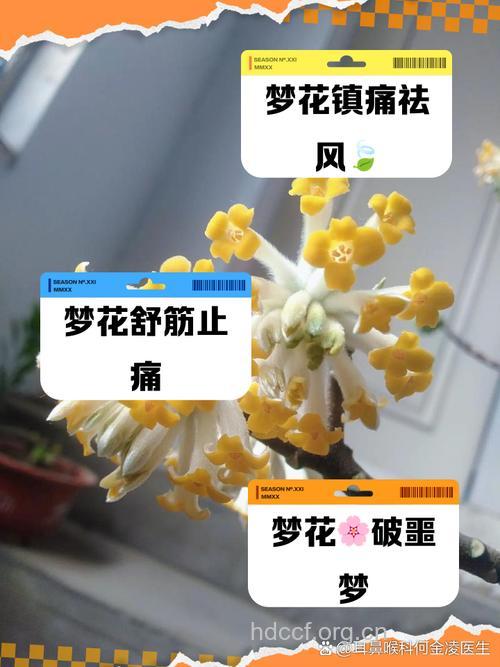 烟梦花的功效与作用